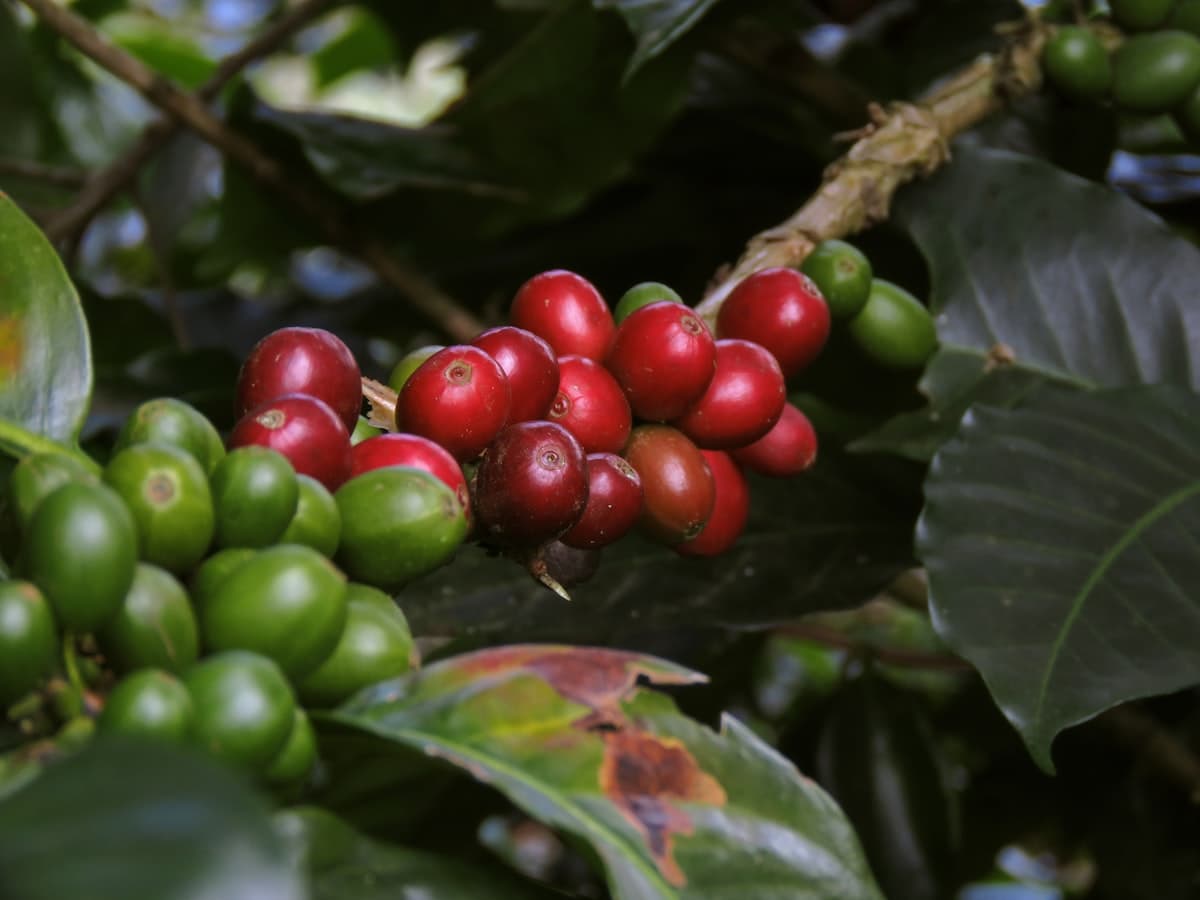 Cerejas de café maduras ainda no pé