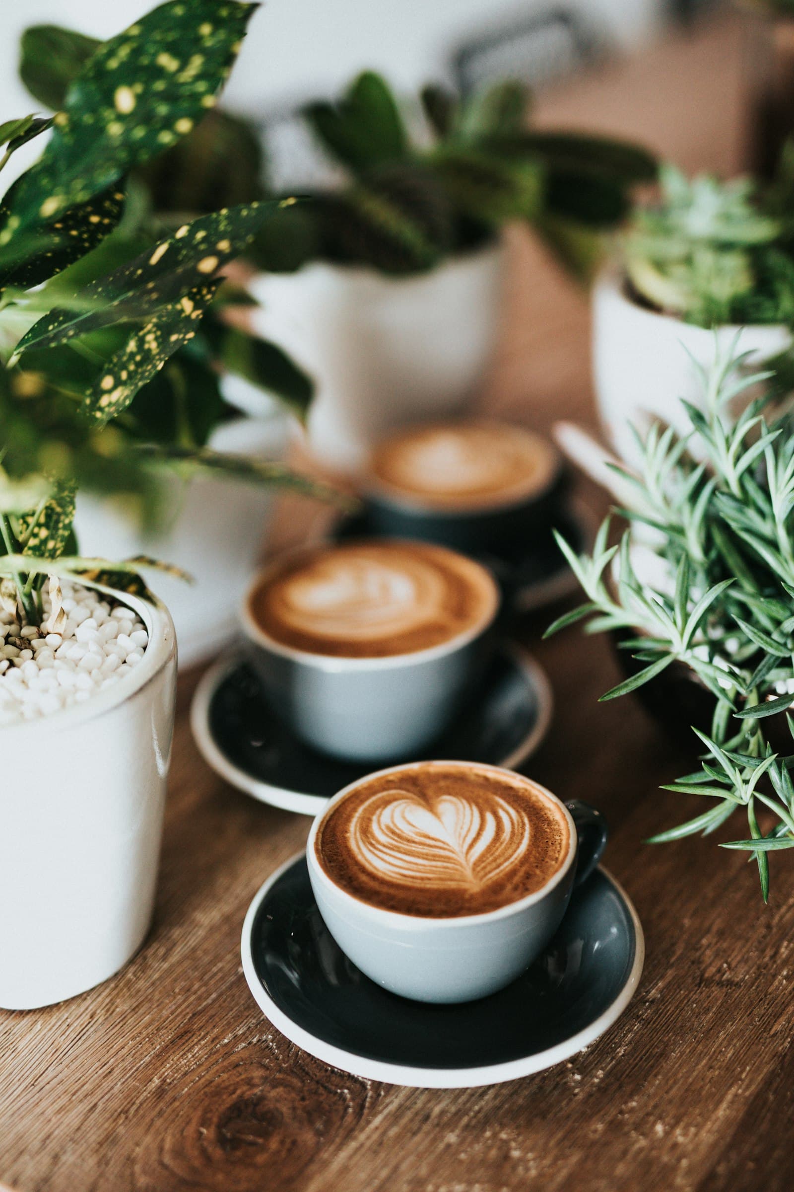 Cappuccinos servidos na torrefação